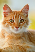 CAT 01 KH0017 01
Close-Up Of Longhair Orange Tabby Greek Island Cat Laying Down