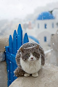 CAT 01 KH0020 01
Longhair Gray And White Greek Island Cat Sitting On Wall By Blue Gate In Snow