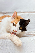 CAT 01 KH0026 01
Close-Up Of Calico Greek Island Cat Licking Leg