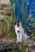 CAT 01 KH0034 01
Black And White Greek Island Cat Sitting On Stone In Tall Grass