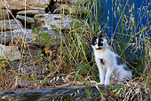 CAT 01 KH0035 01
Black And White Greek Island Cat Sitting On Stone In Tall Grass