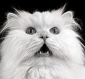 CAT 01 MR0001 01
Head Shot Of White Persian Mouth Open