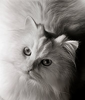 CAT 01 MR0002 01
Head Shot Of White Persian Looking Up