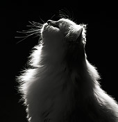 CAT 01 MR0003 01
Profile Head Shot Of White Persian Cat Sitting