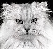 CAT 01 MR0012 01
Portrait Head Shot Of White Persian