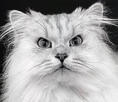 CAT 01 MR0013 01
Portrait Head Shot Of White Persian
