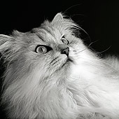 CAT 01 MR0015 01
Portrait Head Shot Of White Persian