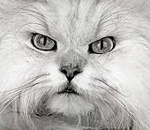 CAT 01 MR0016 01
Portrait Close Up Head Shot Of White Persian