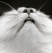 CAT 01 MR0019 01
Close Up Face Shot Of White Persian