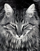 CAT 01 MR0025 01
Portrait Head Shot Of Tabby Cat