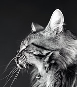 CAT 01 MR0026 01
Portrait Profile Head Shot Of Tabby Cat Yawning