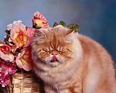 CAT 01 RK0233 12
Persian Cream Shaded Sitting By Basket Of Flowers Studio