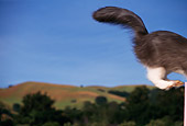 CAT 01 RK0312 16
Profile Shot Of Gray And White Cat Jumping