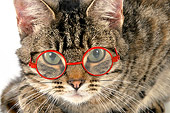 CAT 02 JD0021 01
Head Shot Of Brwon Tabby Cat Wearing Glasses