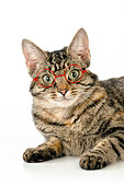 CAT 02 JD0022 01
Close-Up Of Brwon Tabby Cat Wearing Glasses