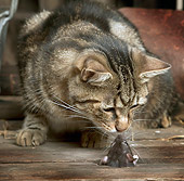 CAT 02 JE0128 01
Close-Up Of Alley Cat And Rat Face To Face