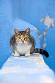 CAT 02 KH0137 01
Calico Tabby Greek Island Cat Sitting On Wall