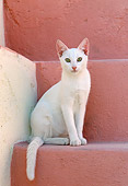 CAT 02 KH0335 01
White Greek Island Cat Sitting On Stairs