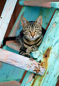 CAT 02 KH0352 01
Grey Tabby Greek Island Cat Resting On Wooden Ladder