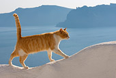 CAT 02 KH0100 01
Orange Tabby Greek Island Cat Walking On White Wall By Ocean