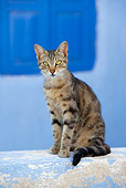CAT 02 KH0114 01
Tabby Greek Island Cat Sitting Near Blue Window