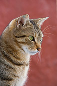 CAT 02 KH0120 01
Shoulder Shot Of Tabby Greek Island Cat Sitting By Red Wall