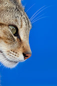 CAT 02 KH0123 01
Head Shot Of Tabby Greek Island Cat By Blue Wall Profile