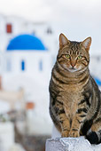 CAT 02 KH0124 01
Tabby Greek Island Cat Sitting On Wall City Background