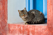 CAT 02 KH0126 01
Tabby Greek Island Cat Sitting In Red Wall Window