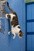 CAT 02 KH0135 01
Tabby And White Greek Island Cat Jumping Off Blue Stairs