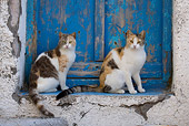 CAT 02 KH0139 01
Two Calico Tabby Greek Island Cats Sitting In Front Of Blue Wooden Door