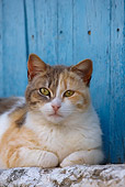 CAT 02 KH0140 01
Calico Tabby Greek Island Cat Laying In Front Of Blue Wooden Door