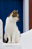 CAT 02 KH0145 01
Calico Tabby Greek Island Cat Sitting On White Stairs Licking Nose