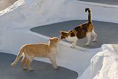 CAT 02 KH0153 01
Orange Tabby And Calico Tabby Greek Island Cats Kissing On White Stairs