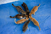 CAT 02 KH0157 01
Seven Greek Island Cats Huddling Around Bowl Eating On Blue Ground