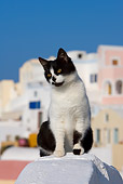 CAT 02 KH0159 01
Black And White Greek Island Cat Sitting On White Wall City Background