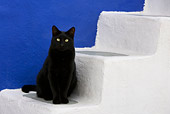 CAT 02 KH0170 01
Black Greek Island Cat Sitting On White Stairs By Blue Wall