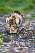 CAT 02 KH0173 01
Calico Tabby Greek Island Cat Crouching On Pebbles
