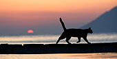 CAT 02 KH0176 01
Silhouette Of Greek Island Cat Running On Dock At Sunset