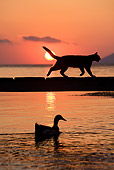 CAT 02 KH0178 01
Silhouette Of Greek Island Cat Running On Dock At Sunset Above Duck In Water
