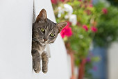 CAT 02 KH0191 01
Tabby Greek Island Cat Peeking Out Of Triangle Window In White Garden Wall