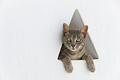 CAT 02 KH0192 01
Tabby Greek Island Cat Peeking Out Of Triangle Window In White Wall