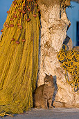 CAT 02 KH0193 01
Tabby Greek Island Cat Sitting By Tree And Fishing Net