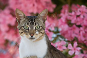 CAT 02 KH0205 01
Head Shot Of Tabby And White Greek Island Cat Sitting On White Wall By Pink Flowers