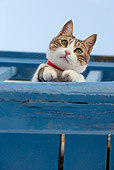 CAT 02 KH0207 01
Tabby And White Greek Island Cat Laying On Blue Balcony Peeking Through Railing