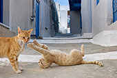 CAT 02 KH0214 01
Two Orange Tabby Greek Island Cats Fighting