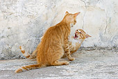 CAT 02 KH0219 01
Two Orange Tabby Greek Island Cats Fighting