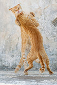 CAT 02 KH0223 01
Two Orange Tabby Greek Island Cats Fighting