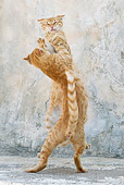 CAT 02 KH0224 01
Two Orange Tabby Greek Island Cats Fighting
