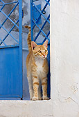 CAT 02 KH0230 01
Orange Tabby Greek Island Cat Standing By Blue Door